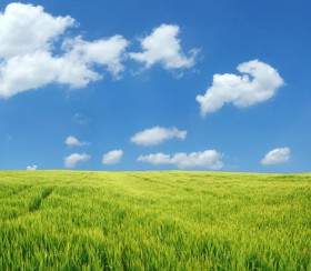 cloudy-field-280x244